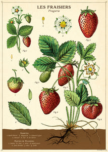 Cavallini Poster/Gift Wrap – Strawberry - Paperclassic & co.