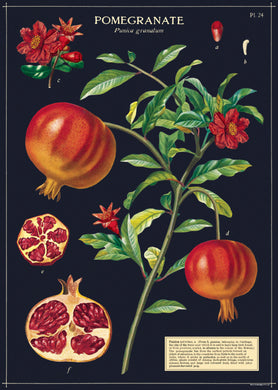 Cavallini Poster/Gift Wrap – Pomegranate - Paperclassic & co.