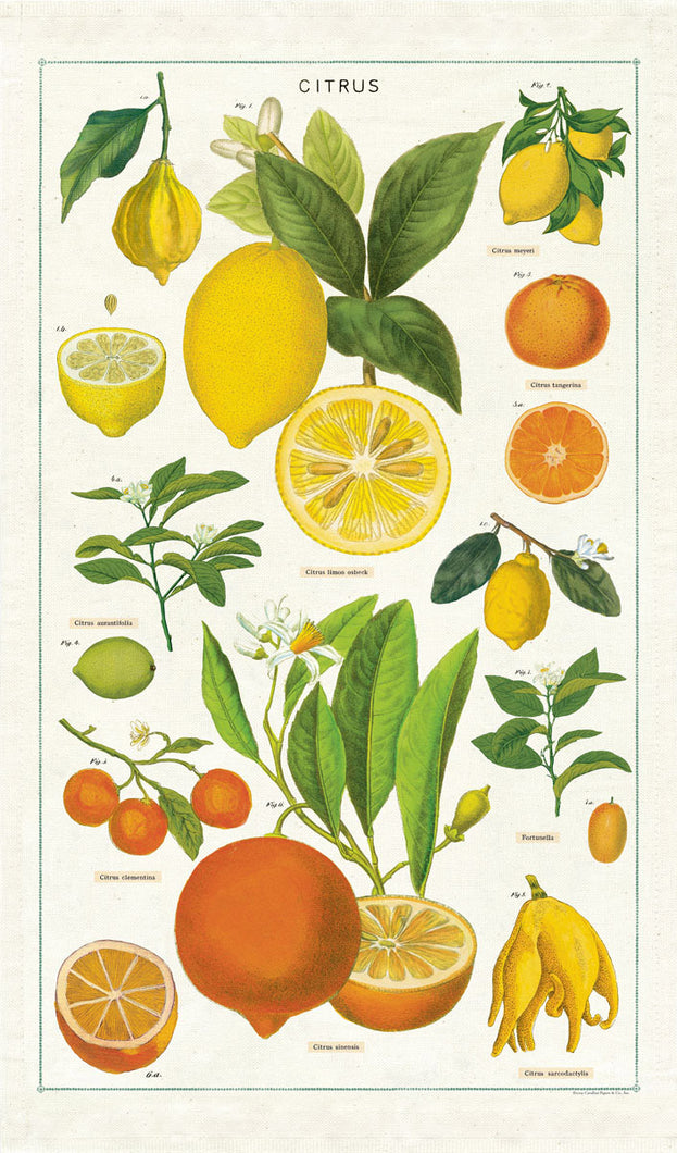 Cavallini Tea Towel – Citrus - Paperclassic & co.