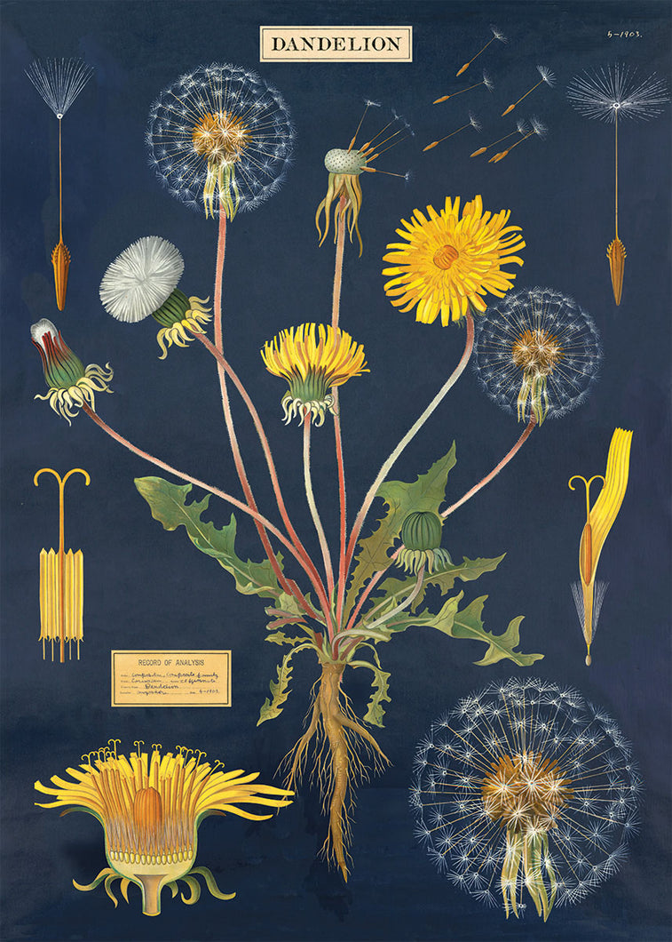 Cavallini Poster/Gift Wrap – Dandelion Chart - Paperclassic & co.