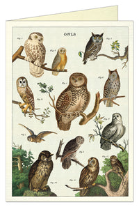 Cavallini Greeting Card – Owl Chart - Paperclassic & co.